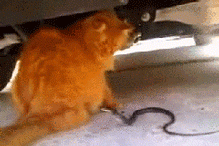 tumblr_my53c7Zy3v1r3gb3zo1_250.gif