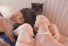 qnHWEOE.gif