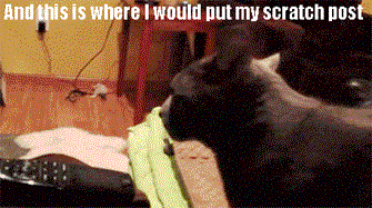 tumblr_mhtcwfTzum1r3gb3zo1_400.gif