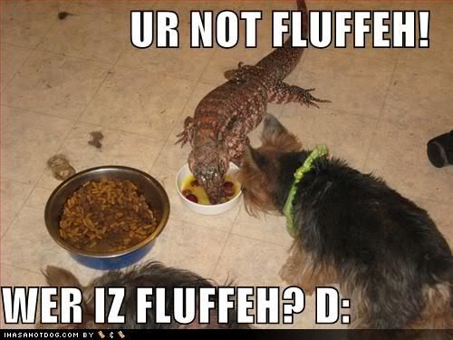 funny-dog-pictures-reptile-takes-fl.jpg