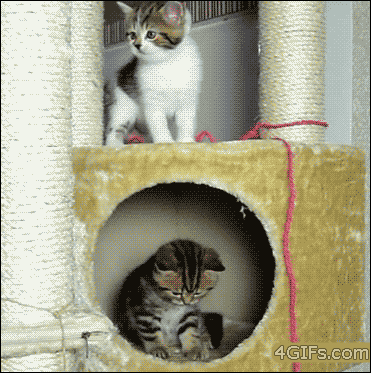 tumblr_n3m1skC5Yg1tsvgx5o1_400.gif