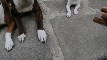 tumblr_n578ayDOM11rc7zl1o2_400.gif