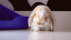 tumblr_me7og9WCew1ql2603o1_250.gif
