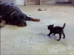 ll24X.gif