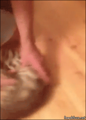 tumblr_nbm3nfvs6S1s02vreo1_400.gif