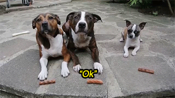 tumblr_n578ayDOM11rc7zl1o5_400.gif