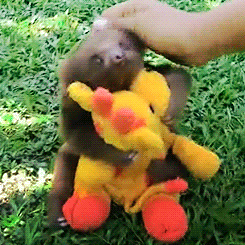 tumblr_m64zqsXNXa1qbtlcco3_250.gif