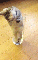 PRRrSw9.gif