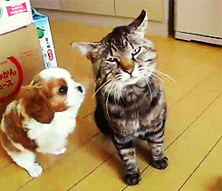 tumblr_m33vf7mmUR1qkuelqo4_250.gif