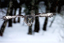 tumblr_mti5glEzeO1sh9h80o4_250.gif