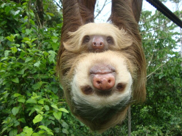 sloth.jpg