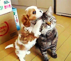 tumblr_m33vf7mmUR1qkuelqo2_250.gif