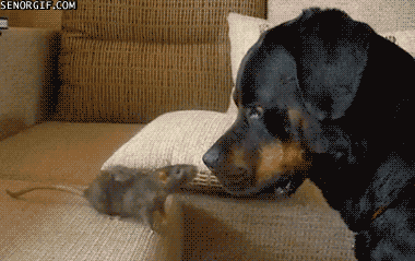 xu1BJX3.gif