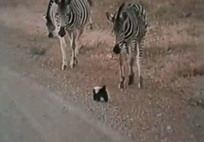 tumblr_mmy64a8soV1qd9h2yo1_400.gif
