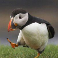 puffin.jpg