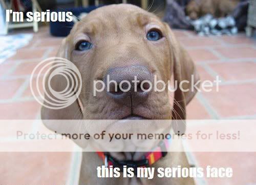 seriousfacedog.jpg