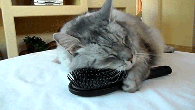tumblr_mo1v4s312R1stlkgho1_400.gif