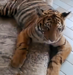 tumblr_n9rzw1Vets1s2yegdo1_r1_400.gif