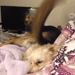 tumblr_n8khzlnNwz1qg51mgo1_250.gif