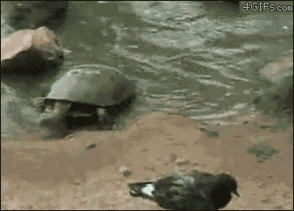 7vJPE.gif