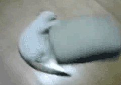 mfNsH.gif