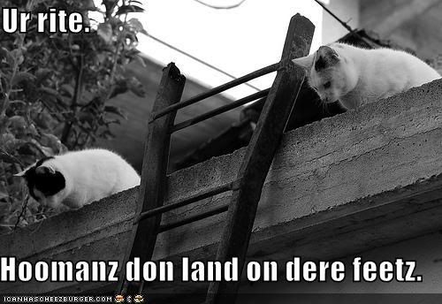 funny-pictures-cats-perform-tests-t.jpg