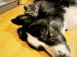 EDU20.gif