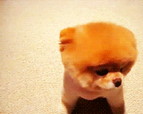 lXY1p.gif