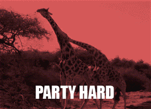 tumblr_n8h66d46Ju1t1o1plo1_400.gif