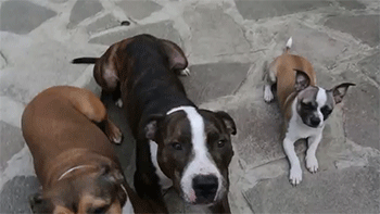 tumblr_n578ayDOM11rc7zl1o1_400.gif