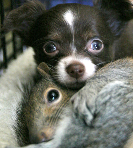 PuppySquirrelAP_450x500.jpg