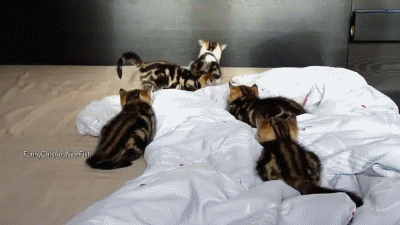 9DfXvD3.gif