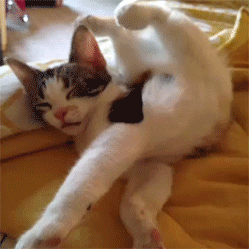 tumblr_n4pkv8P4I11sswgzoo1_250.gif