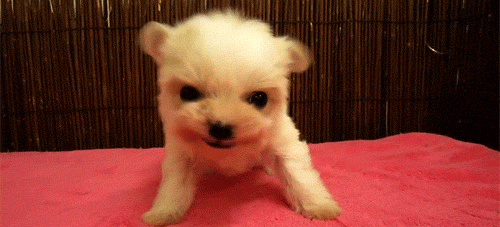 tumblr_lole36sSHs1qfslj3o1_500.gif
