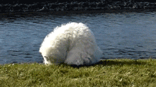 tumblr_n1rtkmvU0N1r6g7k5o1_250.gif