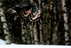 tumblr_mti5glEzeO1sh9h80o6_250.gif