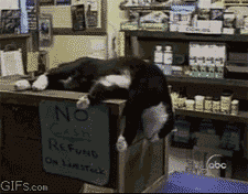 tumblr_n3dazl239l1qb6fxmo1_250.gif