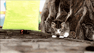 tumblr_mkyejaI8A51r3k73wo1_400.gif