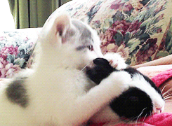 ndTpPw0.gif