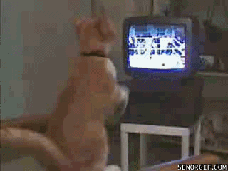 boxingmatchp1.gif
