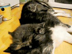 tvWy2.gif