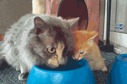 tumblr_ms9ftdST3Q1rw1wnno1_250.gif