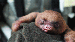 tumblr_mew7q4ML8Z1rrk62ro1_250.gif
