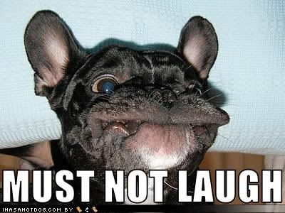 funny-dog-pictures-not-laugh.jpg