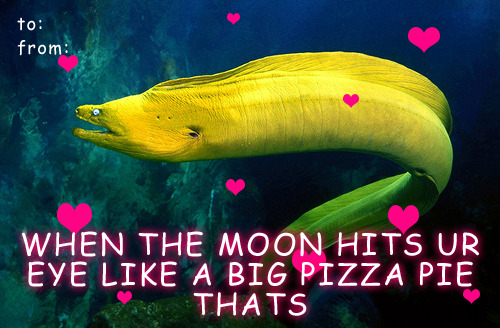tumblr_n0ys5qyplK1qe8mqro1_500.png