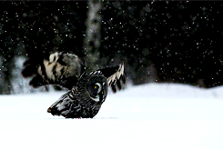 tumblr_mti5glEzeO1sh9h80o2_250.gif