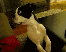 tumblr_lyij43pcHM1qgfmpf.gif