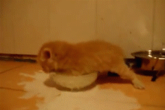 tumblr_n13nprgzxF1s0xjvpo1_250.gif