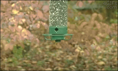 tumblr_n229bwyOPq1qdlh1io1_400.gif