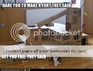 funny-cat-pictures-dare-you-to-make-a-fort-they-said.jpg